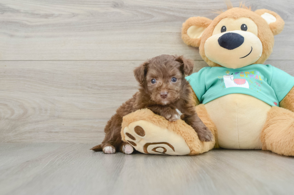 6 week old Mini Aussiedoodle Puppy For Sale - Simply Southern Pups