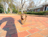 10 week old Mini Aussiedoodle Puppy For Sale - Simply Southern Pups