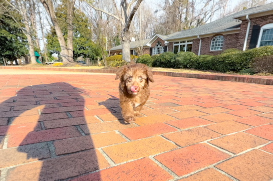 Mini Aussiedoodle Pup Being Cute