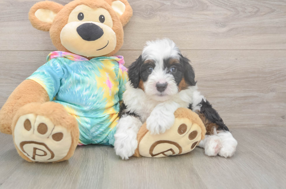 5 week old Mini Aussiedoodle Puppy For Sale - Simply Southern Pups