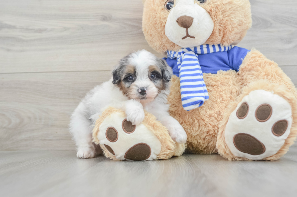 8 week old Mini Aussiedoodle Puppy For Sale - Simply Southern Pups