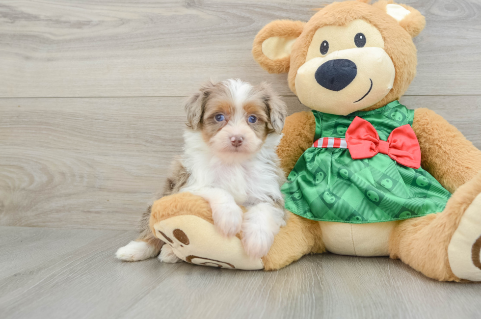 6 week old Mini Aussiedoodle Puppy For Sale - Simply Southern Pups