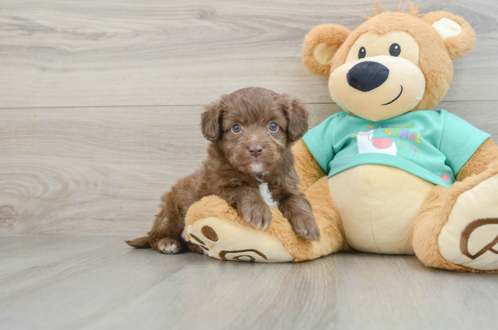 6 week old Mini Aussiedoodle Puppy For Sale - Simply Southern Pups