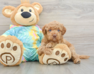 8 week old Mini Aussiedoodle Puppy For Sale - Simply Southern Pups