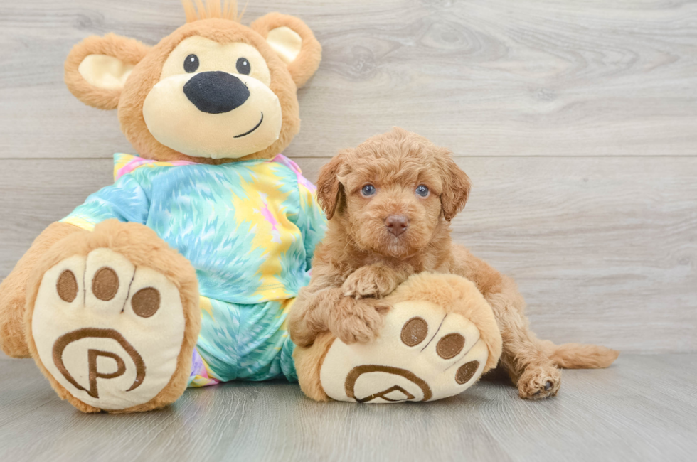 5 week old Mini Aussiedoodle Puppy For Sale - Simply Southern Pups