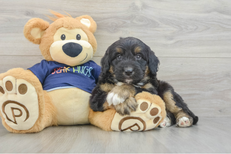 Mini Aussiedoodle Pup Being Cute