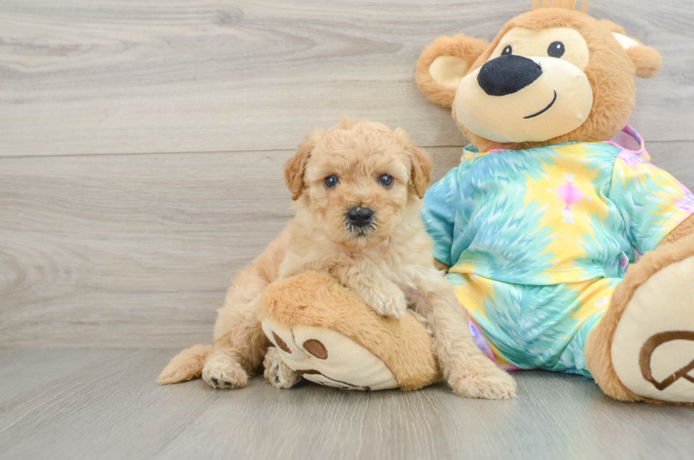 5 week old Mini Aussiedoodle Puppy For Sale - Simply Southern Pups