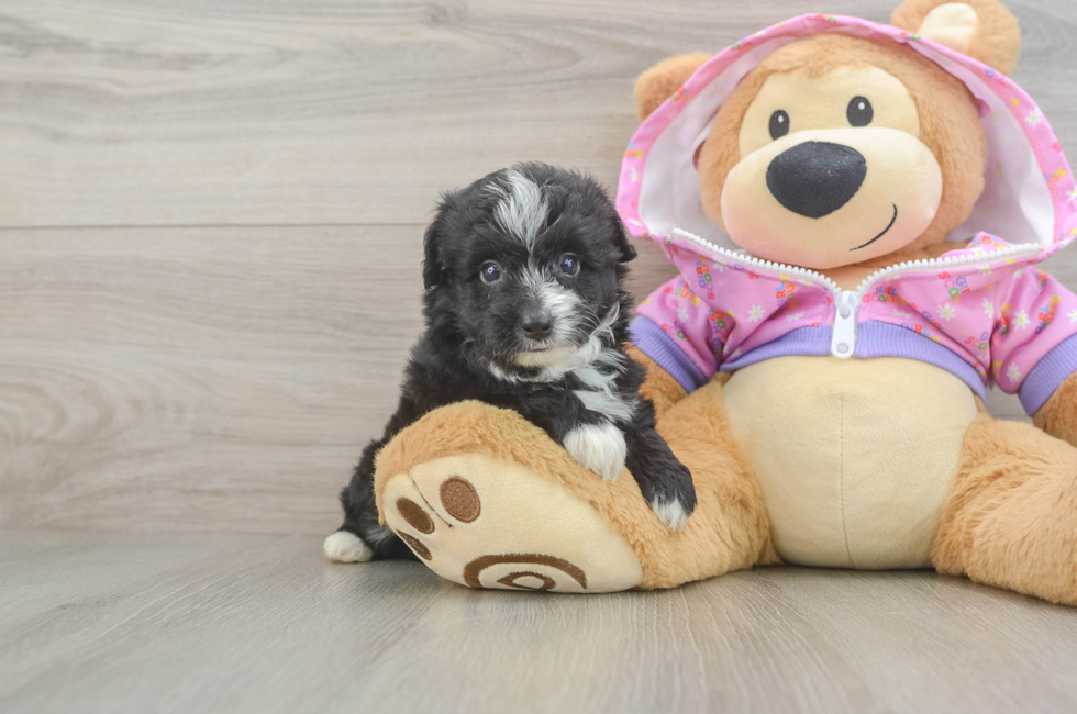 5 week old Mini Aussiedoodle Puppy For Sale - Simply Southern Pups