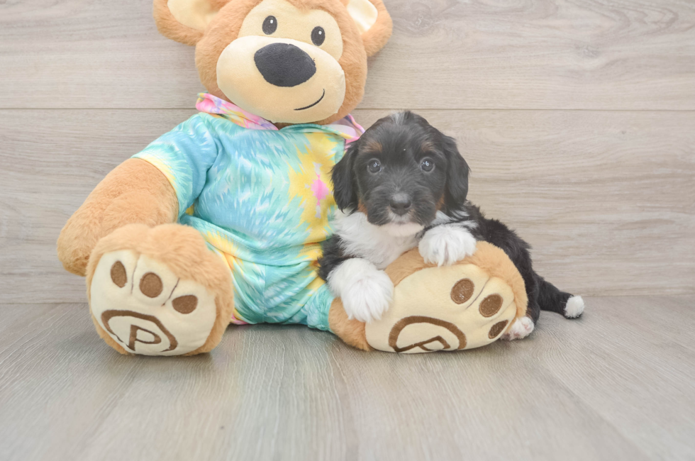 5 week old Mini Aussiedoodle Puppy For Sale - Simply Southern Pups