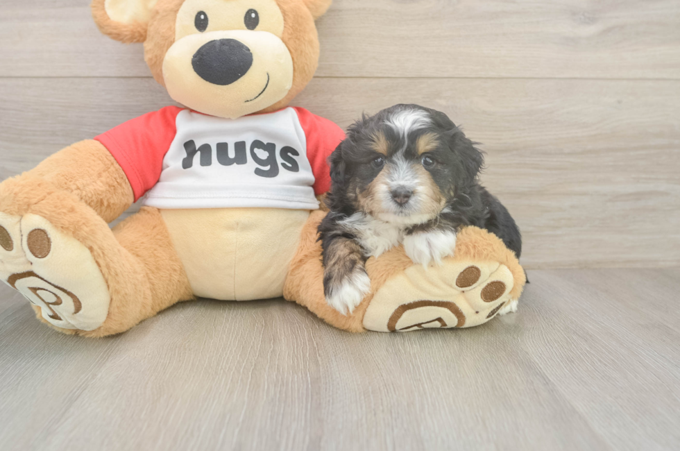 5 week old Mini Aussiedoodle Puppy For Sale - Simply Southern Pups