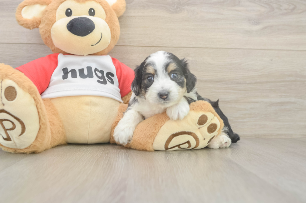 5 week old Mini Aussiedoodle Puppy For Sale - Simply Southern Pups