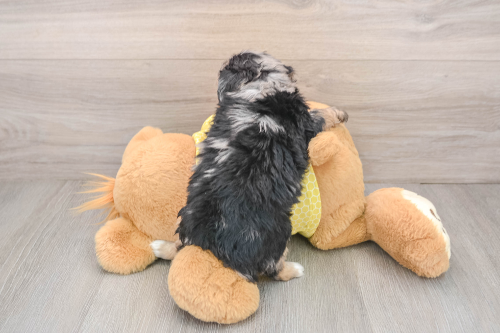 Playful Mini Aussiepoodle Poodle Mix Puppy