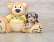 7 week old Mini Aussiedoodle Puppy For Sale - Simply Southern Pups