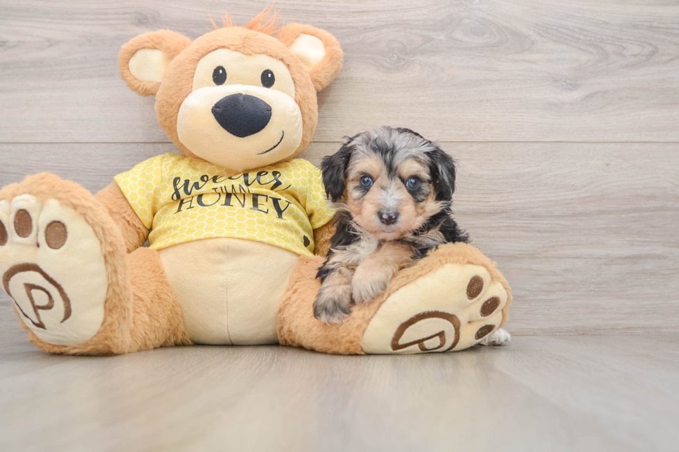 Fluffy Mini Aussiedoodle Poodle Mix Pup