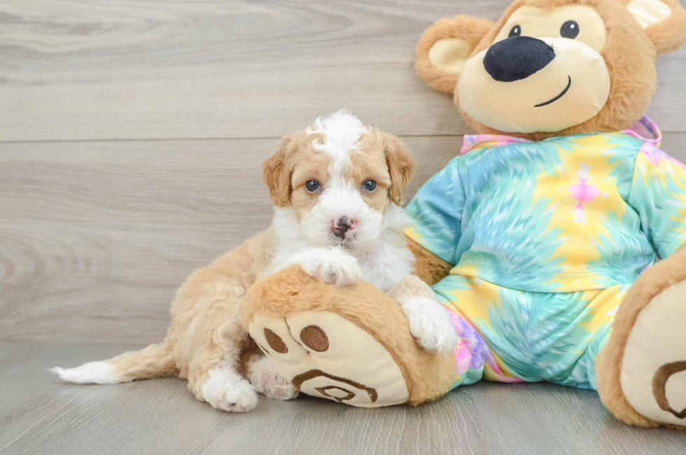 5 week old Mini Aussiedoodle Puppy For Sale - Simply Southern Pups