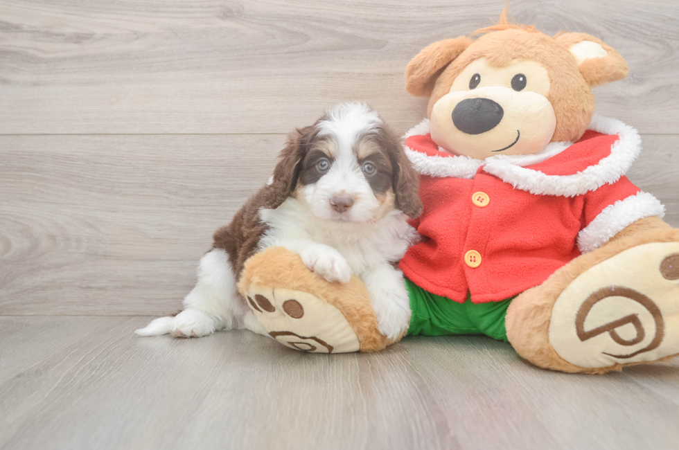 5 week old Mini Aussiedoodle Puppy For Sale - Simply Southern Pups