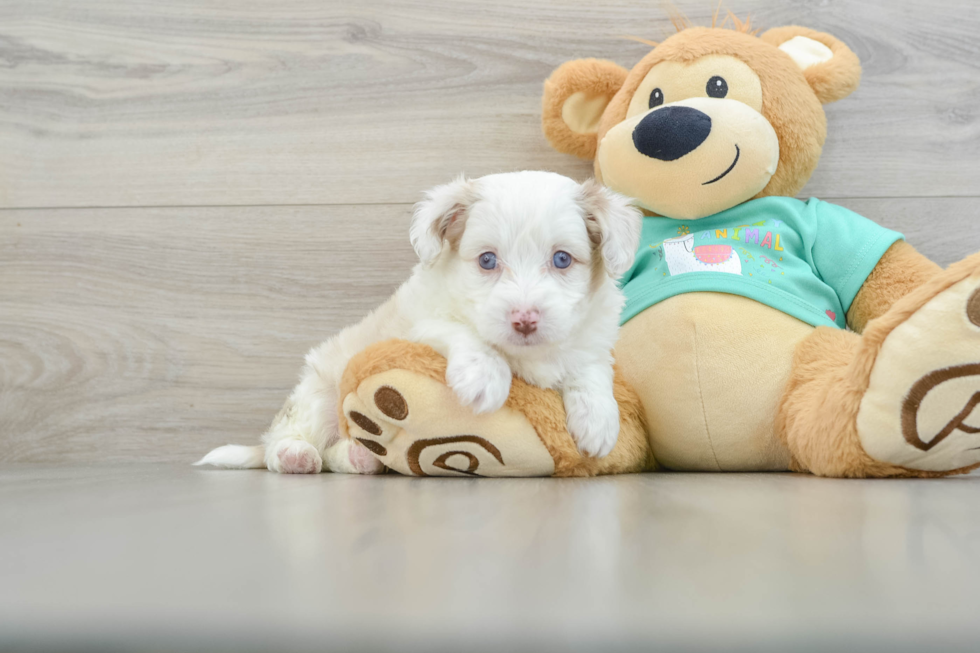 Best Mini Aussiedoodle Baby