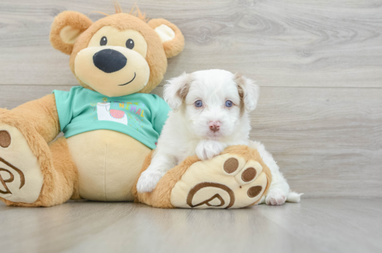 Mini Aussiedoodle Pup Being Cute