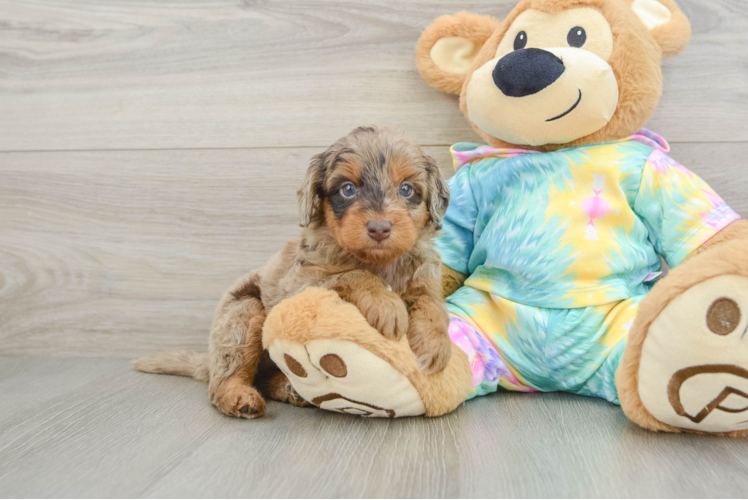 Playful Mini Aussiepoodle Poodle Mix Puppy