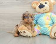 8 week old Mini Aussiedoodle Puppy For Sale - Simply Southern Pups