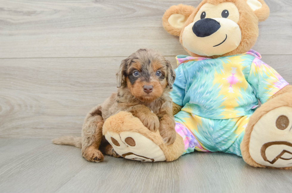 5 week old Mini Aussiedoodle Puppy For Sale - Simply Southern Pups