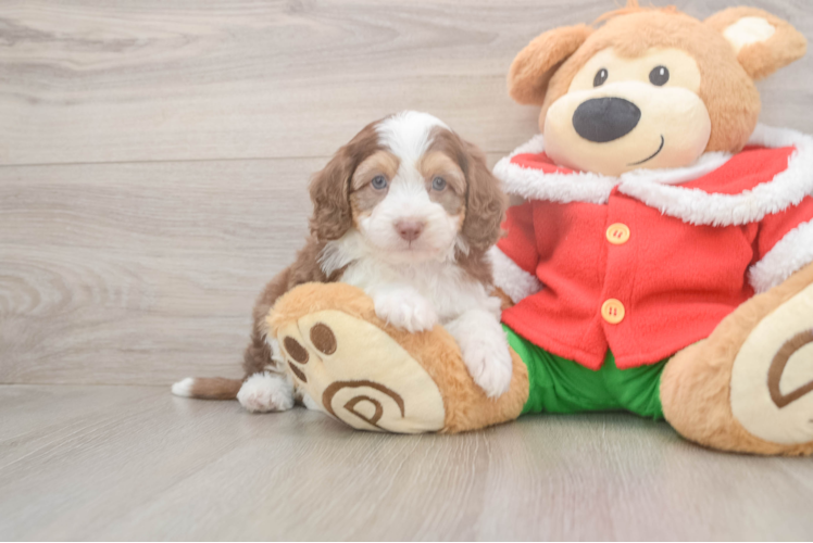 Funny Mini Aussiedoodle Poodle Mix Pup