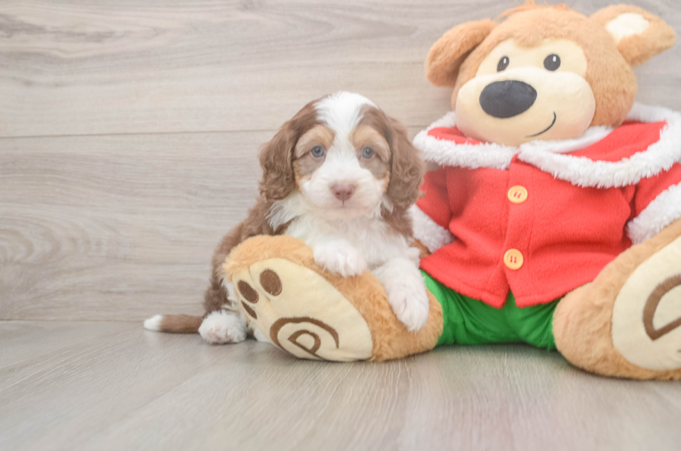5 week old Mini Aussiedoodle Puppy For Sale - Simply Southern Pups