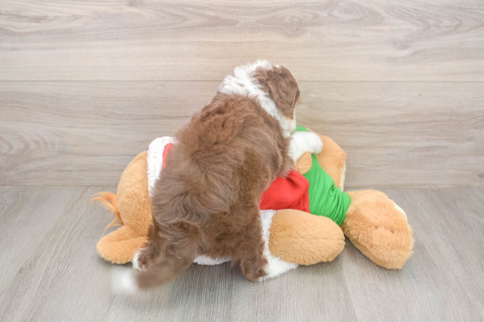 Popular Mini Aussiedoodle Poodle Mix Pup