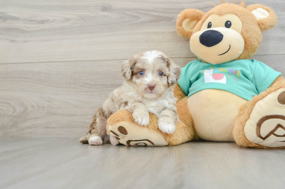 6 week old Mini Aussiedoodle Puppy For Sale - Simply Southern Pups