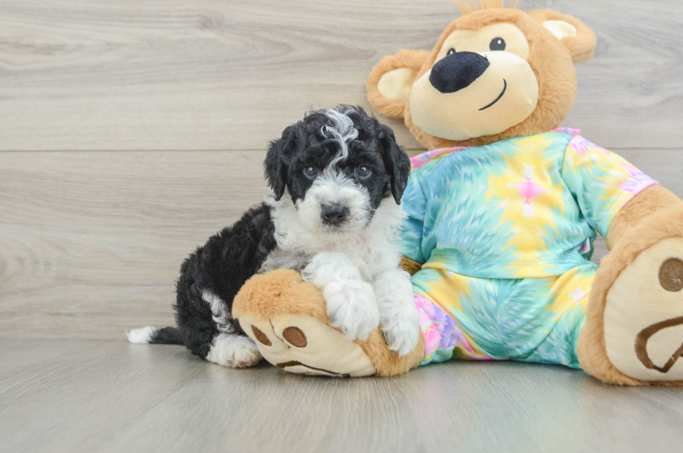 5 week old Mini Aussiedoodle Puppy For Sale - Simply Southern Pups