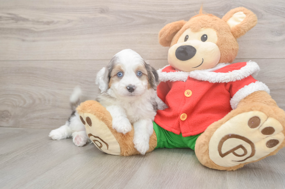 5 week old Mini Aussiedoodle Puppy For Sale - Simply Southern Pups
