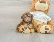 9 week old Mini Aussiedoodle Puppy For Sale - Simply Southern Pups