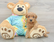 8 week old Mini Aussiedoodle Puppy For Sale - Simply Southern Pups