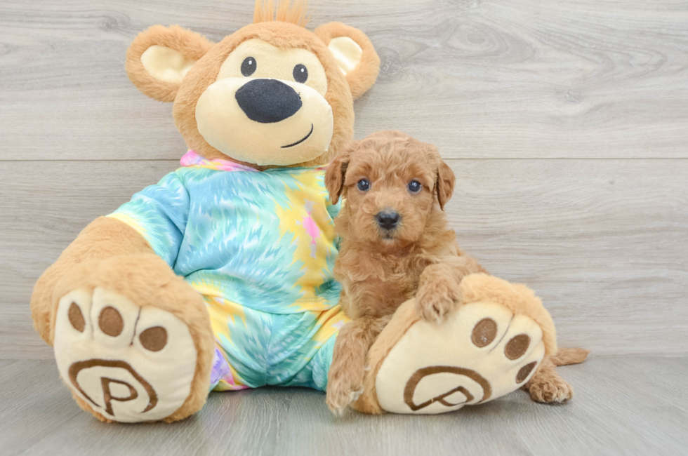 5 week old Mini Aussiedoodle Puppy For Sale - Simply Southern Pups