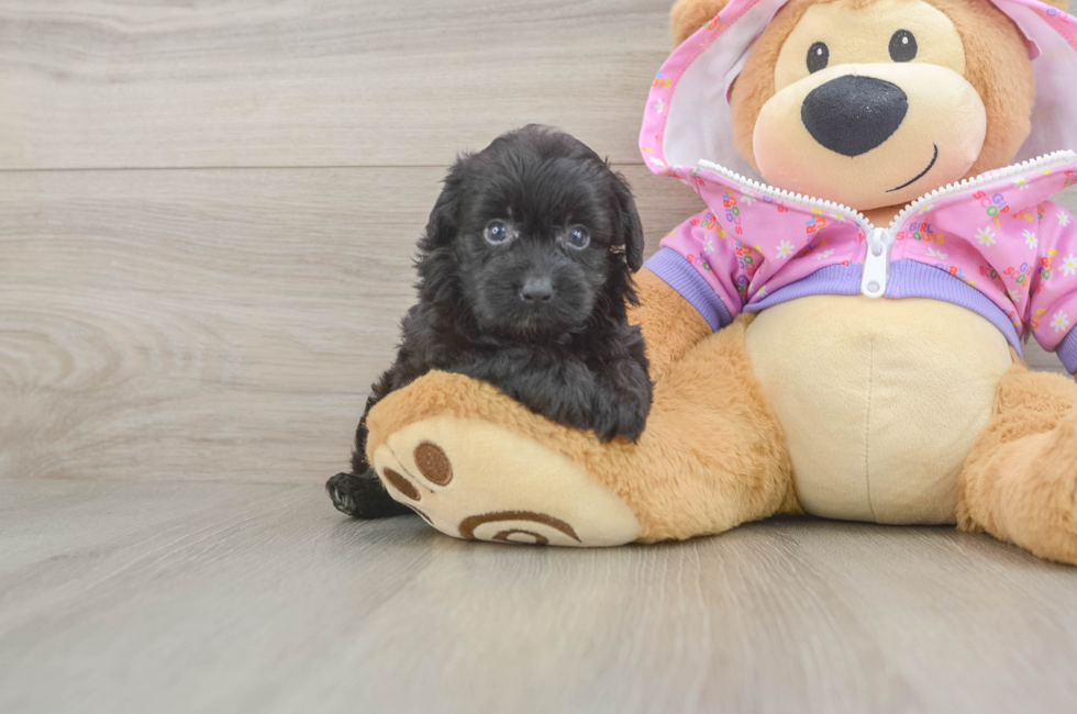 5 week old Mini Aussiedoodle Puppy For Sale - Simply Southern Pups