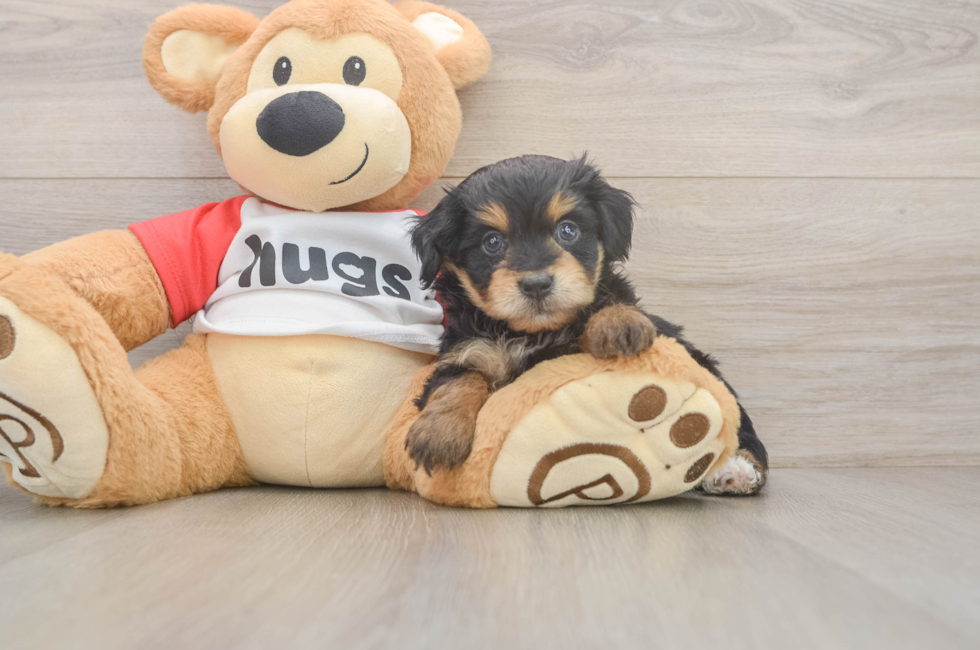 6 week old Mini Aussiedoodle Puppy For Sale - Simply Southern Pups