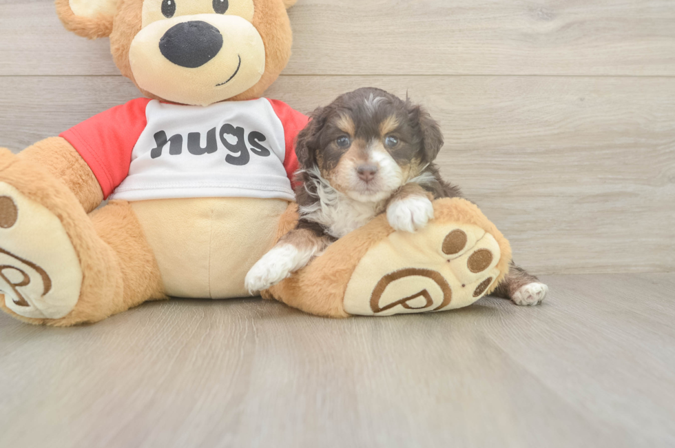 5 week old Mini Aussiedoodle Puppy For Sale - Simply Southern Pups