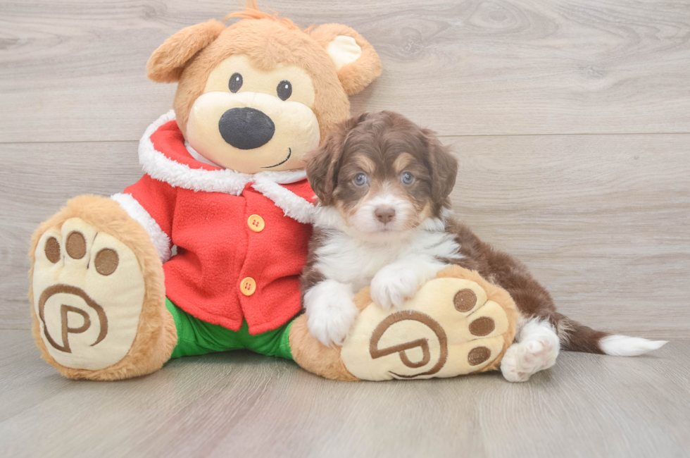 5 week old Mini Aussiedoodle Puppy For Sale - Simply Southern Pups