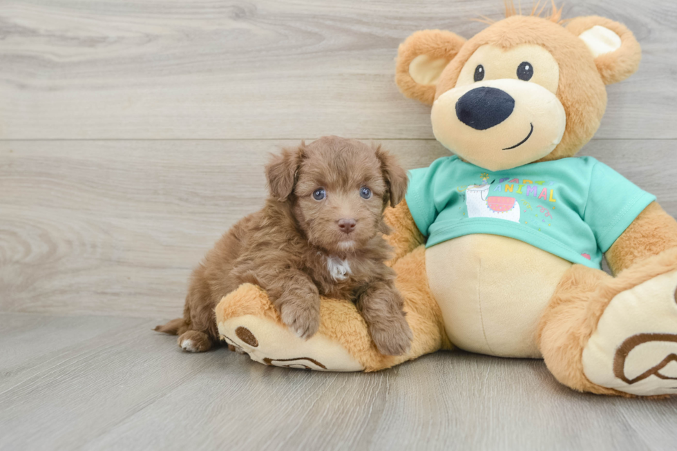 Happy Mini Aussiedoodle Baby