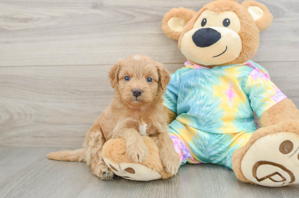 5 week old Mini Aussiedoodle Puppy For Sale - Simply Southern Pups