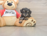 8 week old Mini Aussiedoodle Puppy For Sale - Simply Southern Pups
