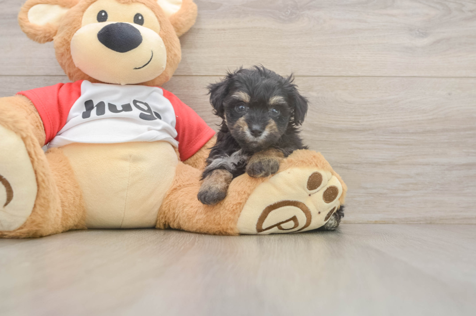 6 week old Mini Aussiedoodle Puppy For Sale - Simply Southern Pups