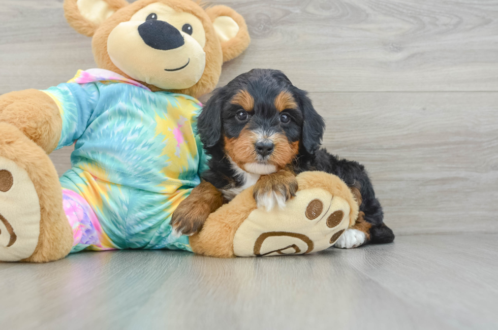 6 week old Mini Aussiedoodle Puppy For Sale - Simply Southern Pups