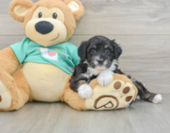 8 week old Mini Aussiedoodle Puppy For Sale - Simply Southern Pups