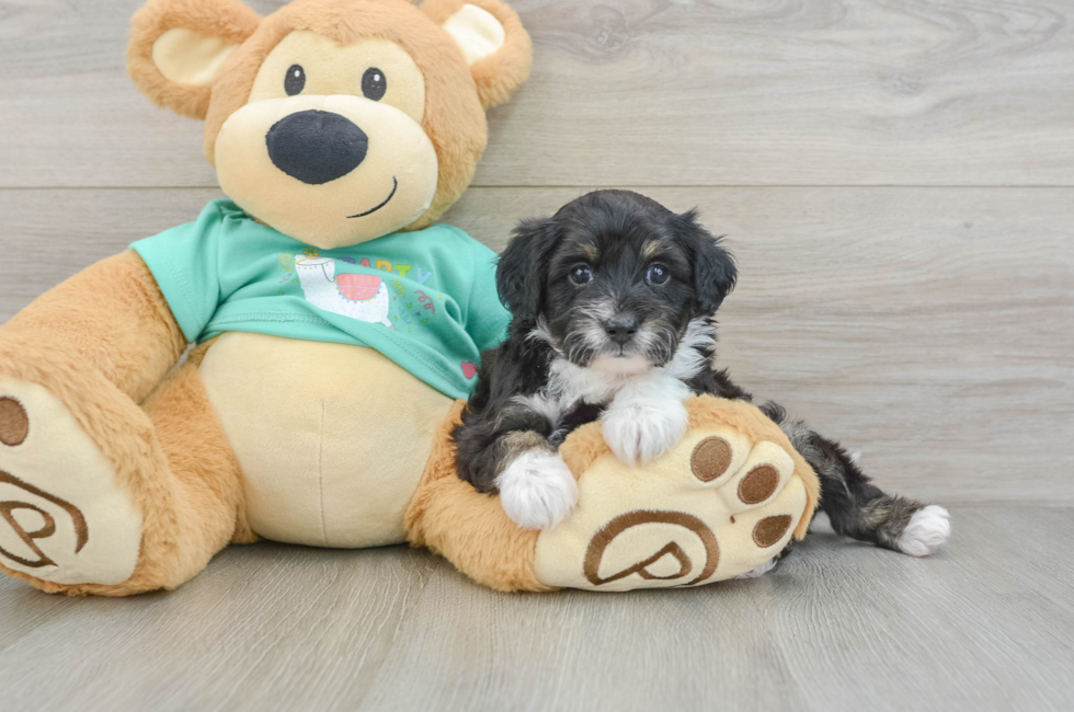 5 week old Mini Aussiedoodle Puppy For Sale - Simply Southern Pups
