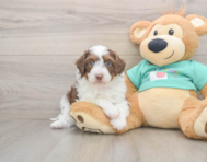 5 week old Mini Aussiedoodle Puppy For Sale - Simply Southern Pups