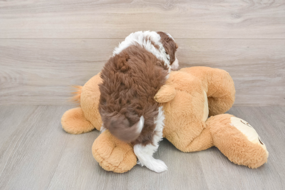 Friendly Mini Aussiedoodle Baby