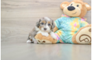 Mini Aussiedoodle Pup Being Cute