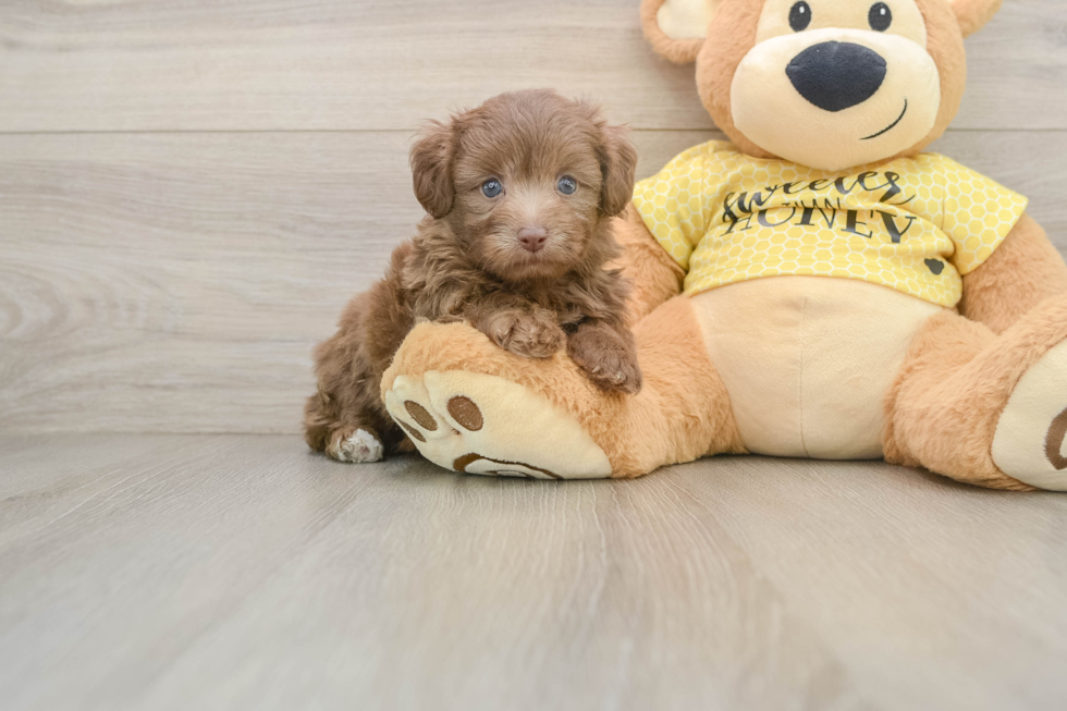 Best Mini Aussiedoodle Baby
