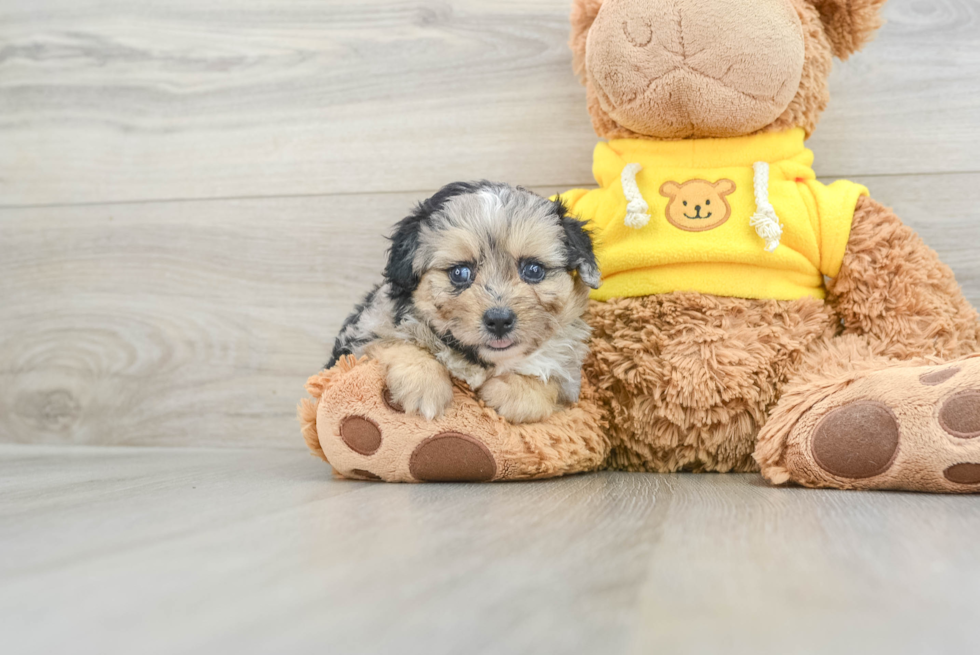 Mini Aussiedoodle Pup Being Cute